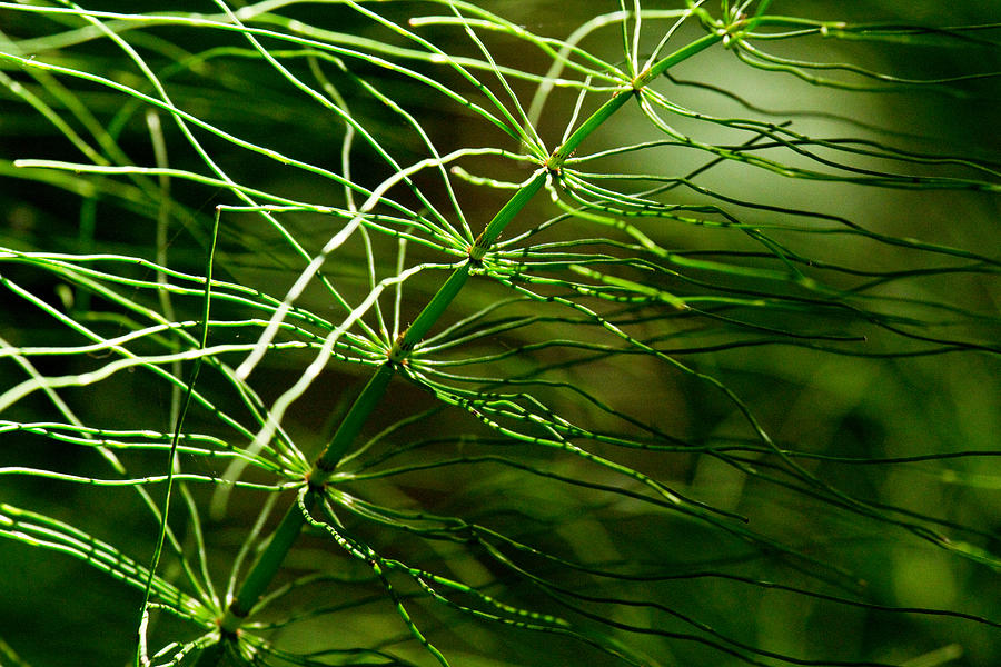 Filaments Green  Photograph by Marie Jamieson