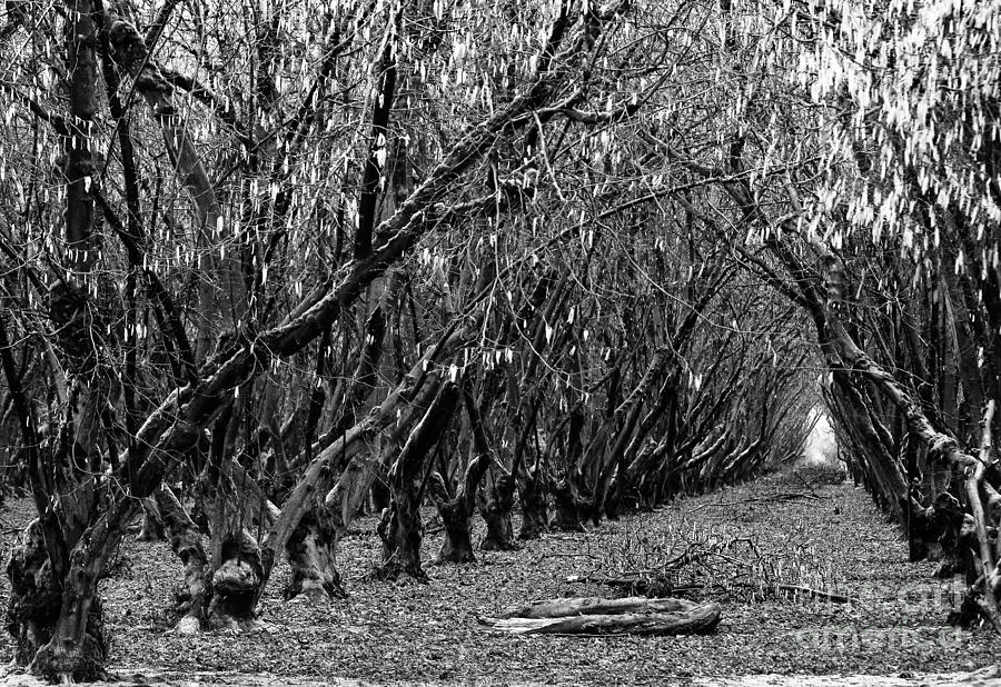 Winter Photograph - Filbert Orchard by Rebecca Cozart