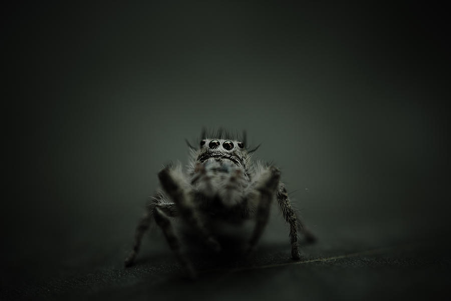 Filbert the jumping spider Photograph by Shane Holsclaw