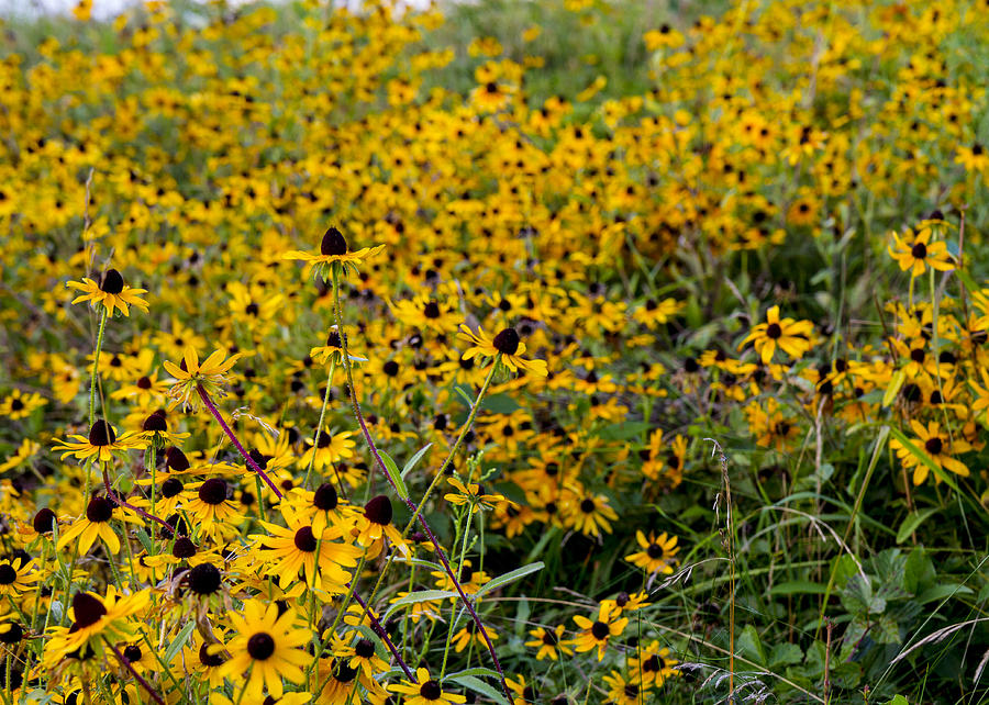 Filed of Susans  Photograph by Tim Fitzwater