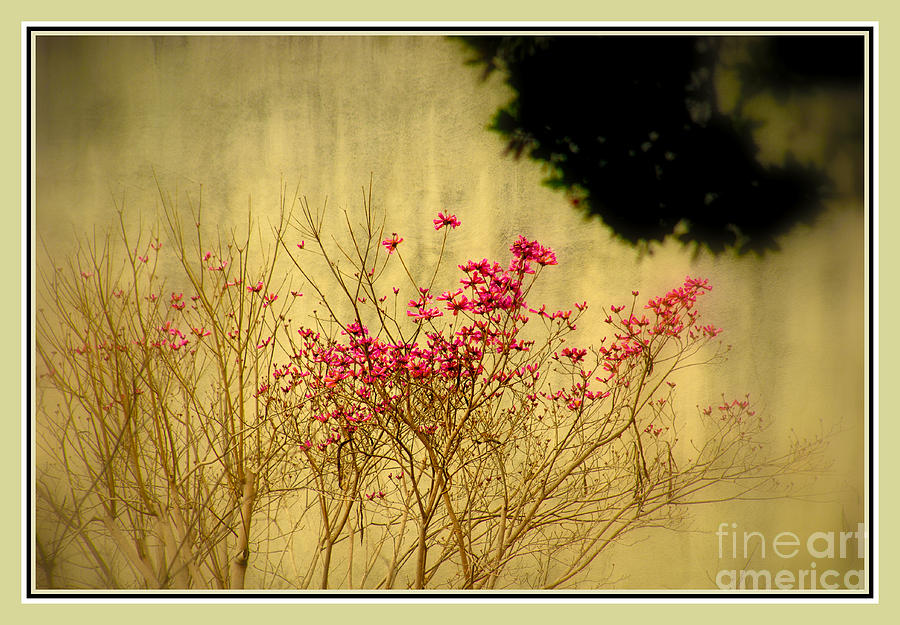 Flower Photograph - Filigree 3 in a frame by Susanne Van Hulst