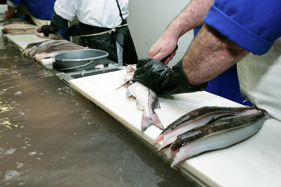 Filleting Fish Photograph by Gustoimages/science Photo Library - Pixels