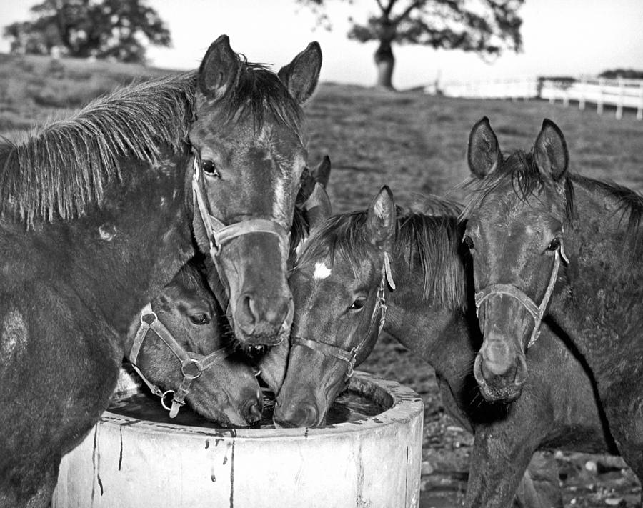 Fillies & Colts Around Barrel Photograph by Underwood Archives - Fine ...