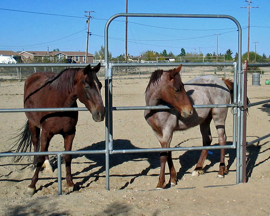 Fillies at the Gate Photograph by Linda Feinberg
