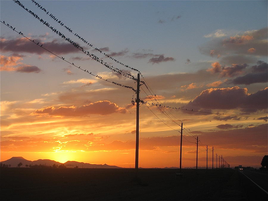 Film homage  Alfred Hitchcock The Birds 1963  sunset telephone lines Casa Grande Arizona 2004 Photograph by David Lee Guss