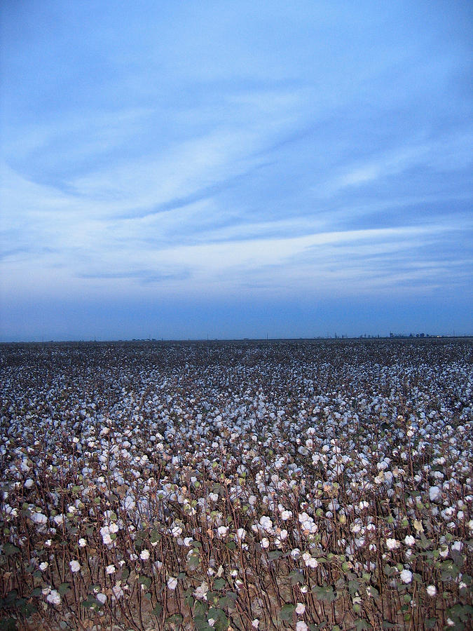 Film homage Gordon Parks Leadbelly 1976 cotton field Casa Grande ...