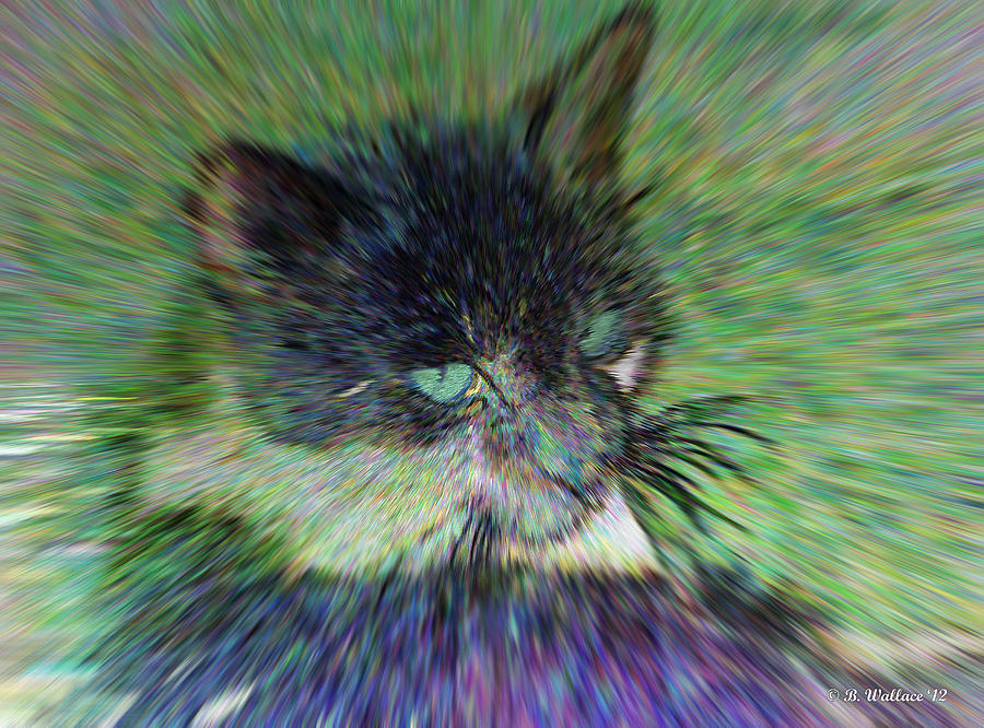 Filtered Cat Photograph by Brian Wallace Filtered Cat Photograph by Brian Wallace
