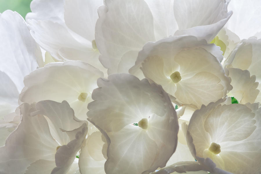 Hydrangea Photograph - Filtered Light by Shirley Mitchell
