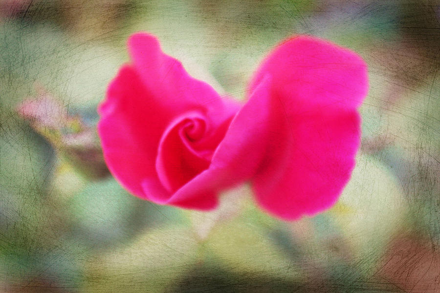 Filtered Rose Photograph