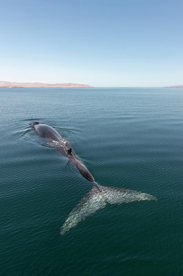 Wildlife Photograph - Fin Whale by Christopher Swann