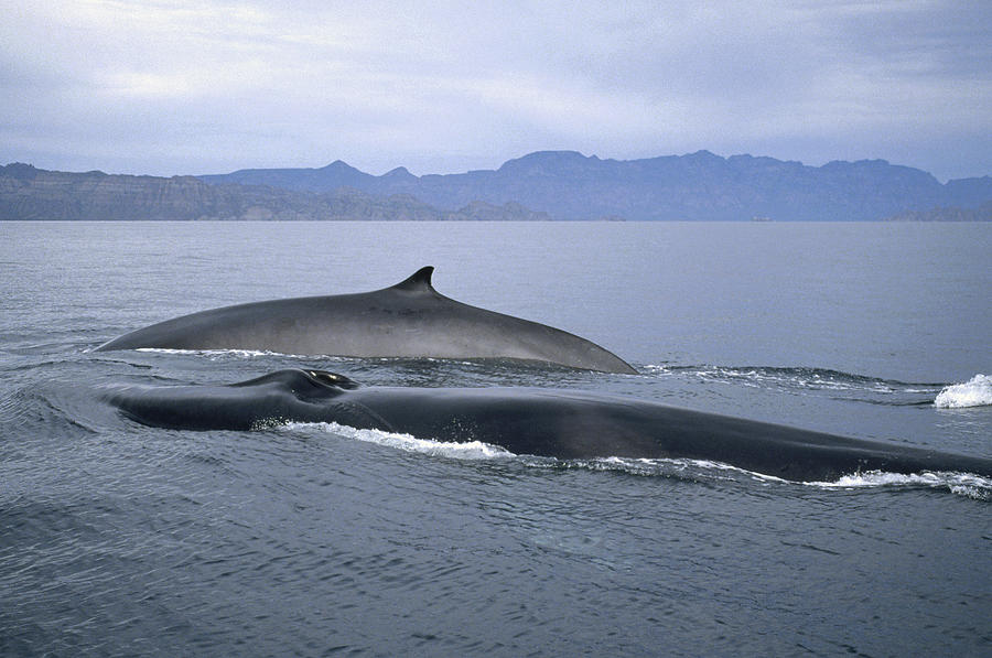 Fin Whale Sea Of Cortez Baja California Photograph by Tui De Roy