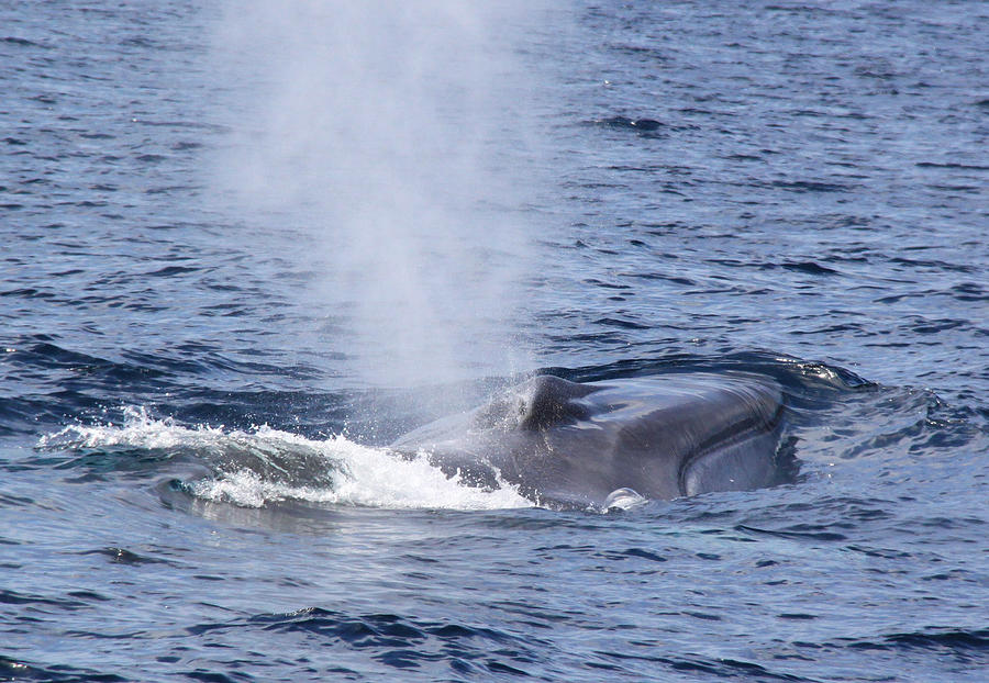 Fin Whale Smile Photograph by Michael Peak - Fine Art America