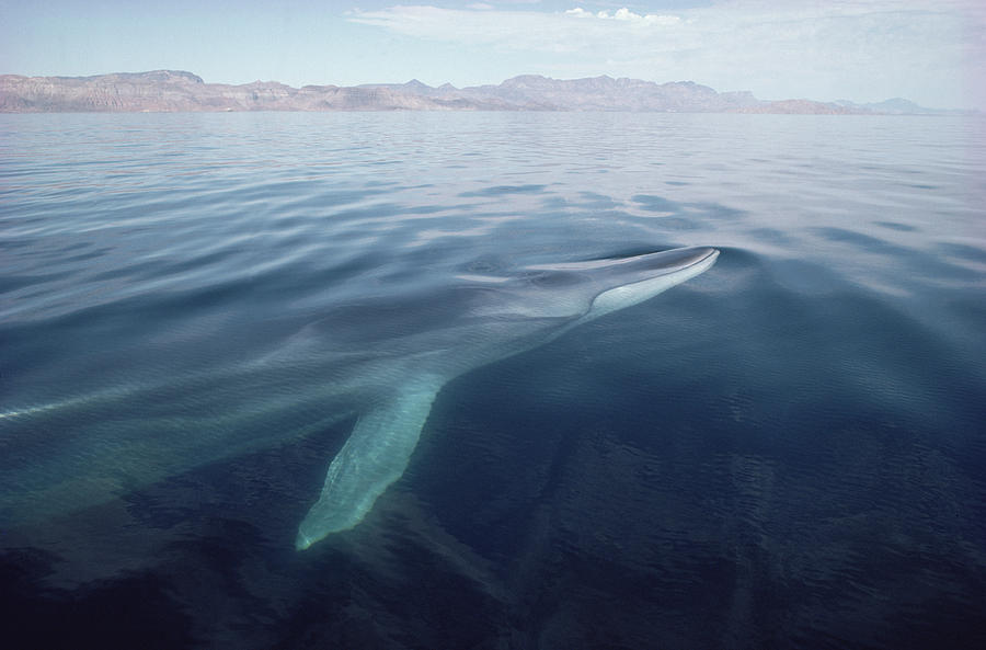 Fin Whale Surfacing Baja California Photograph by Flip Nicklin