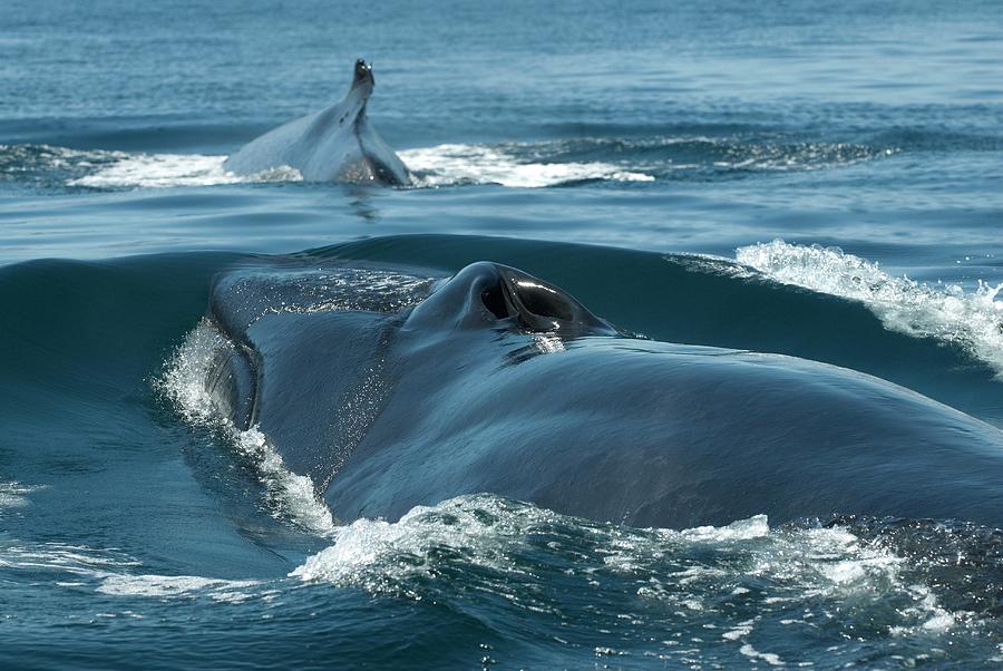 Nature Photograph - Fin Whales by Christopher Swann/science Photo Library