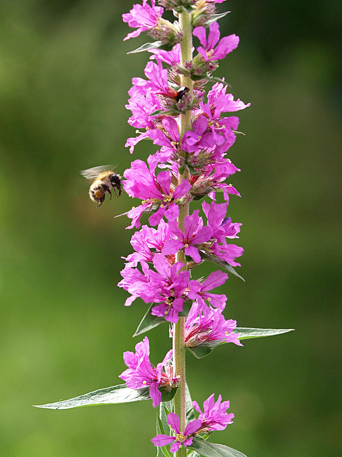 Final Approach - Bee on Purple Loosestrife Photograph by Gill Billington