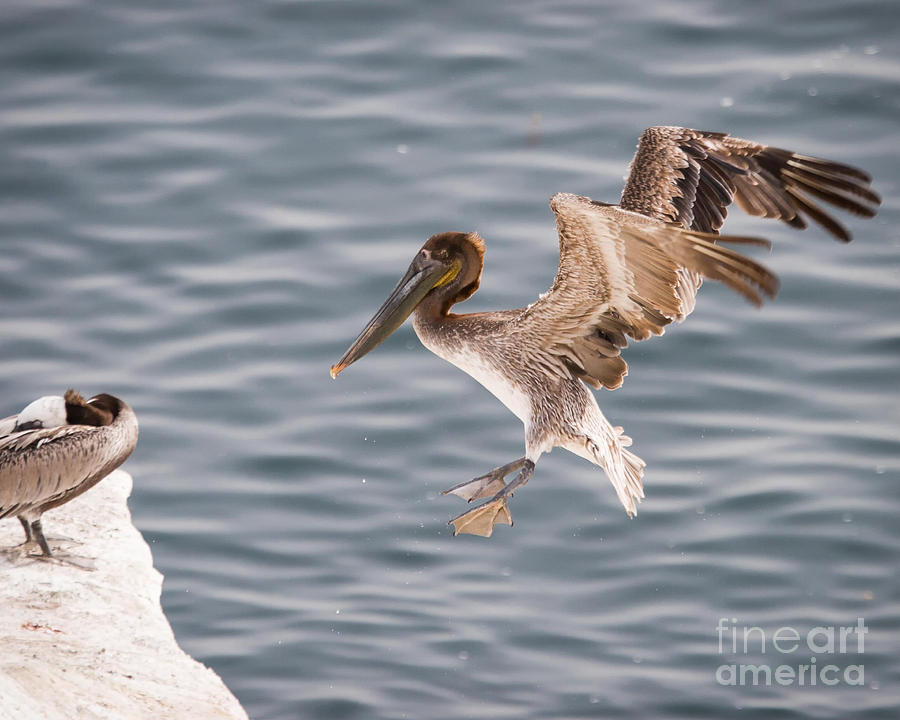 Pelican Photograph - Final Approach by Dale Nelson