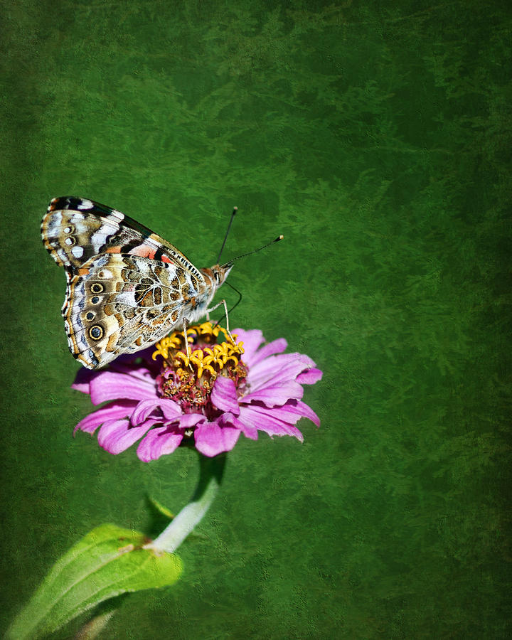 Butterfly Photograph - Final Fling by Nikolyn McDonald