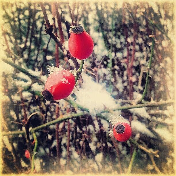 Winter Photograph - Finally. .. This Year #snow And Frost by Linandara Linandara