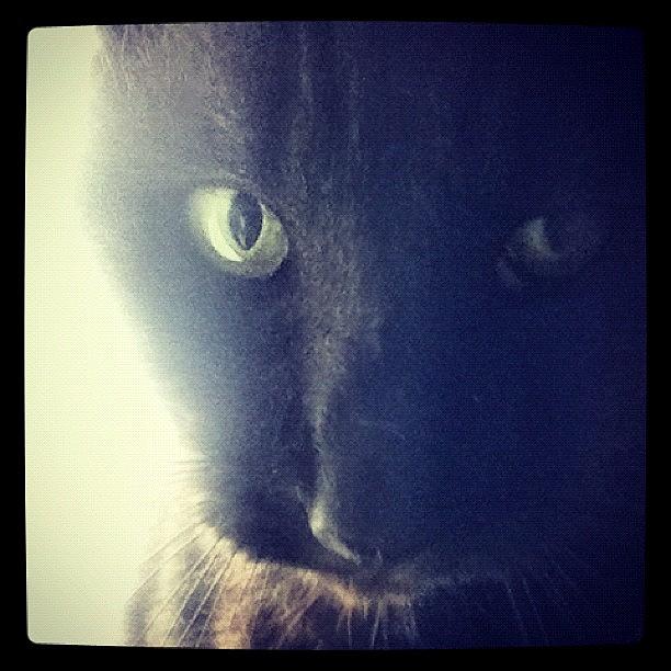 Finally Got A Picture Of My Cat Shadow Photograph by Kristine Dunn