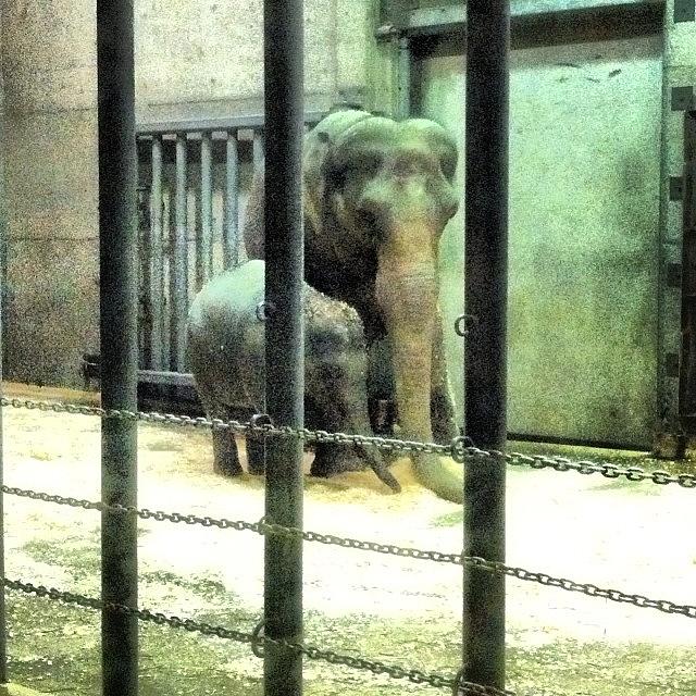 Finally Got To See The Baby Elephant At Photograph by Mike Warner