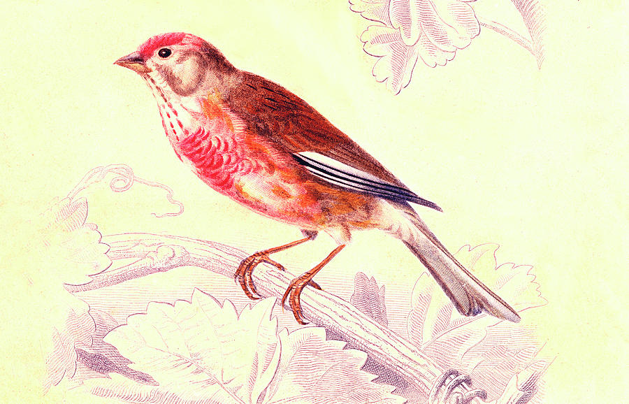 Finch Photograph by Collection Abecasis