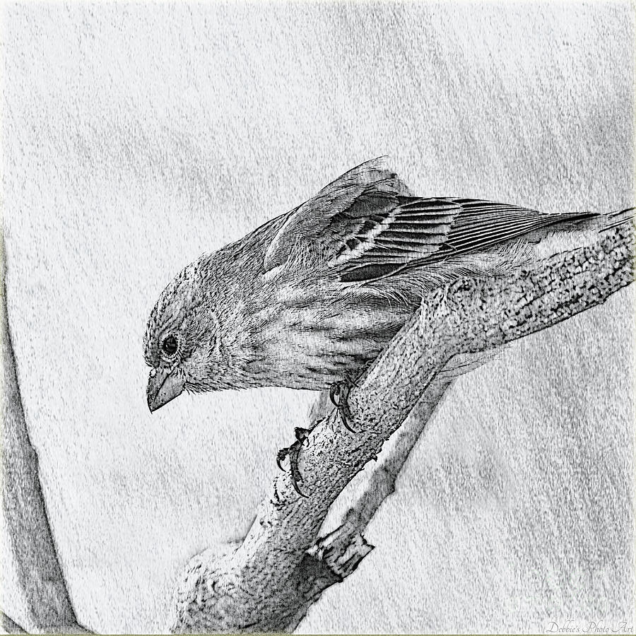 Bird Photograph - Finch digital Sketch by Debbie Portwood