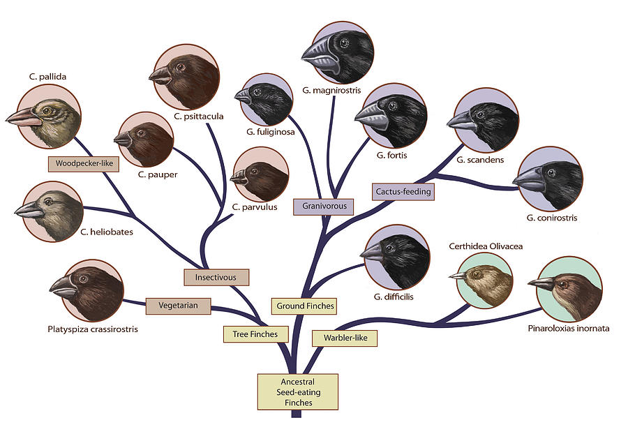 Finch Family Tree, Illustration Photograph by Spencer Sutton