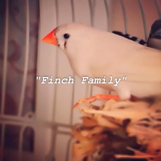Bird Photograph - #finch #finches #birds #flipagram #love by Lori Lynn Gager