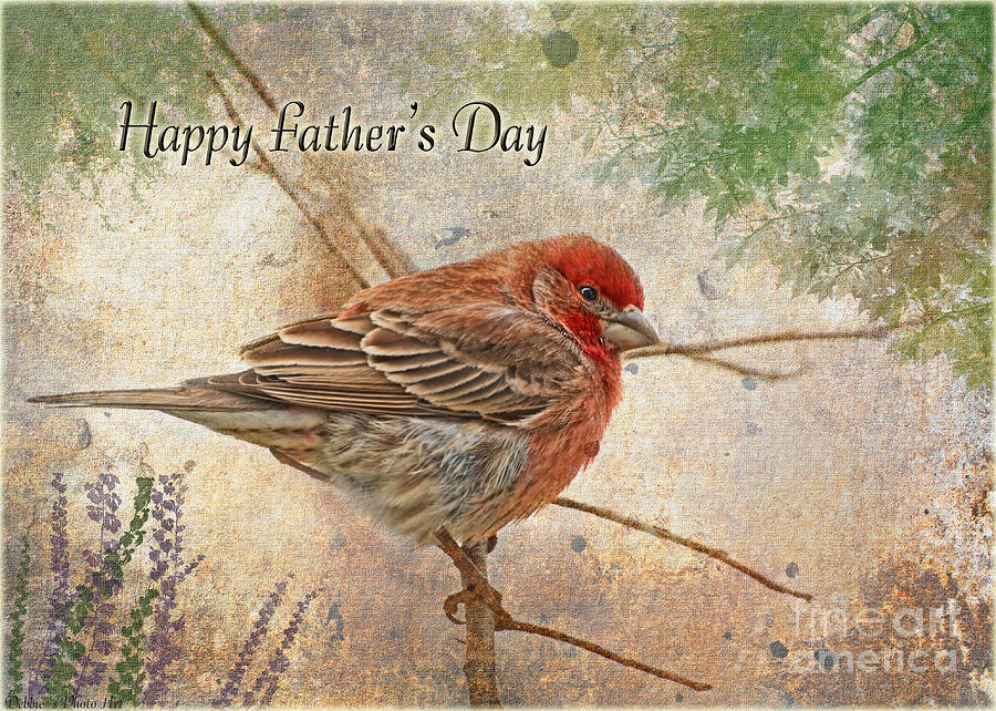 Finch Greeting Card Fathers Day Photograph by Debbie Portwood