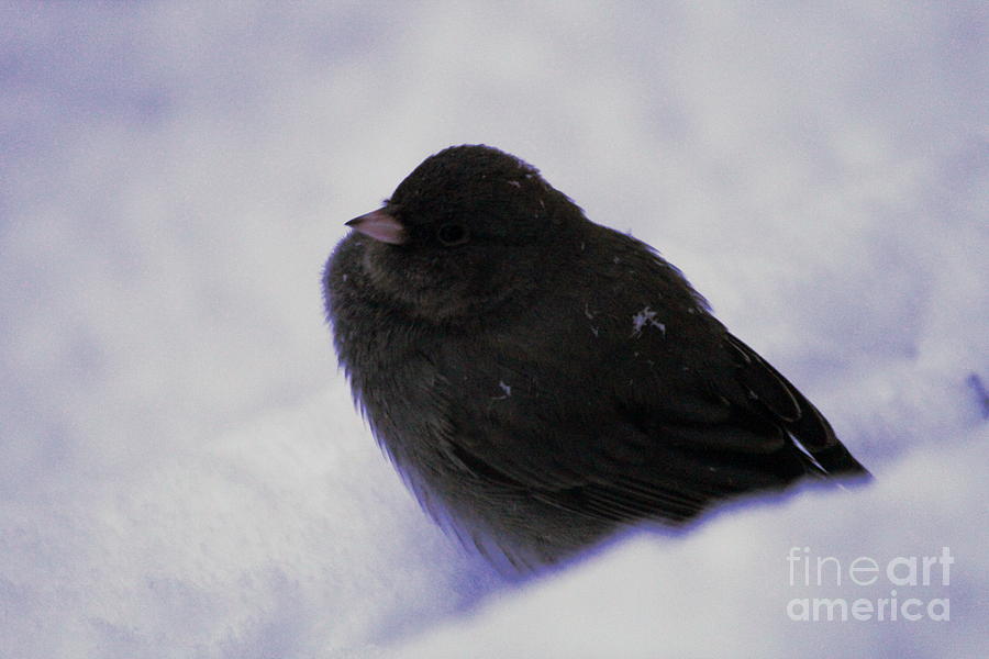 Finch in Snow #2 Photograph by Cynthia Snyder