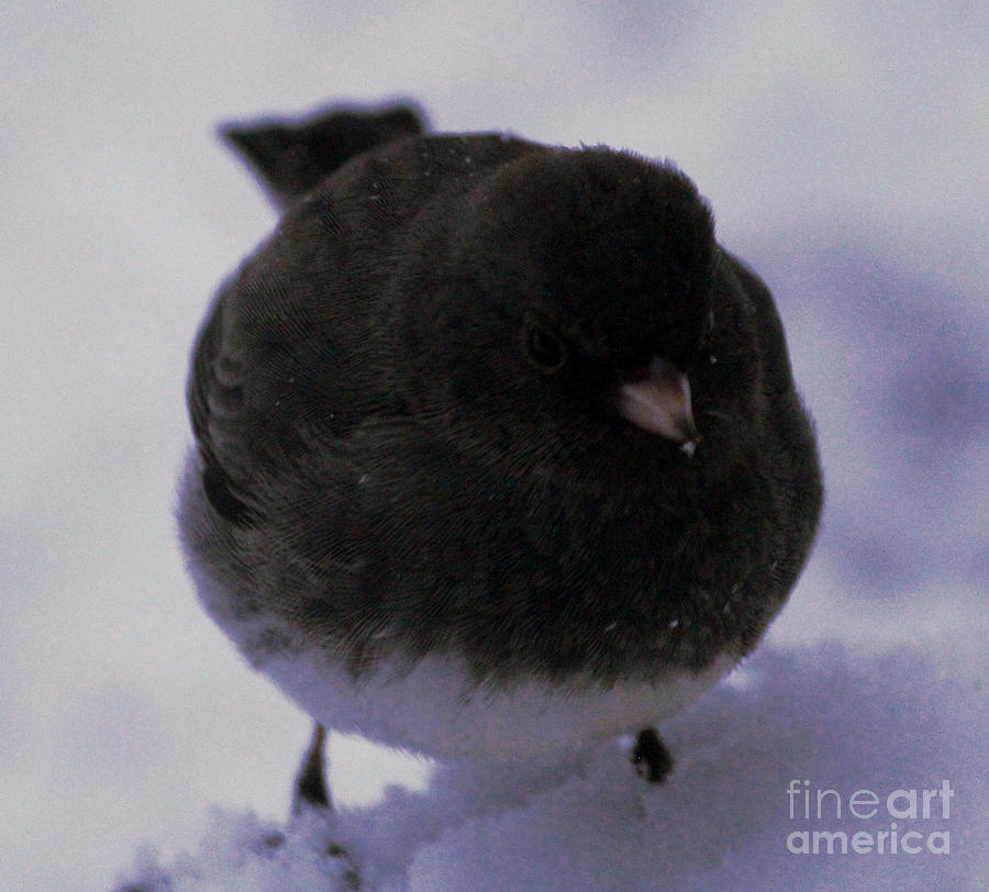 Finch in Snow Photograph by Cynthia Snyder