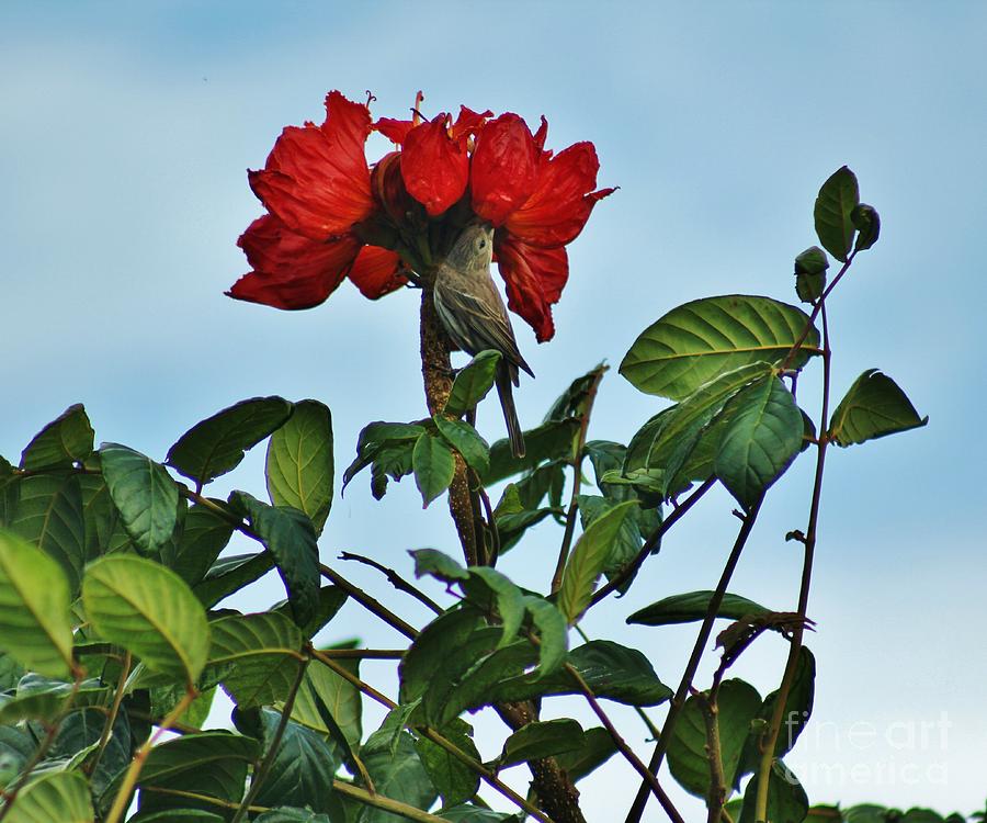 Finch in the African Tulip Tree Photograph by Craig Wood