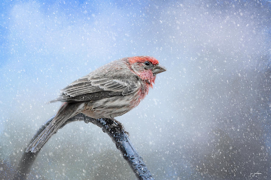 Finch In The Snow Photograph by Jai Johnson