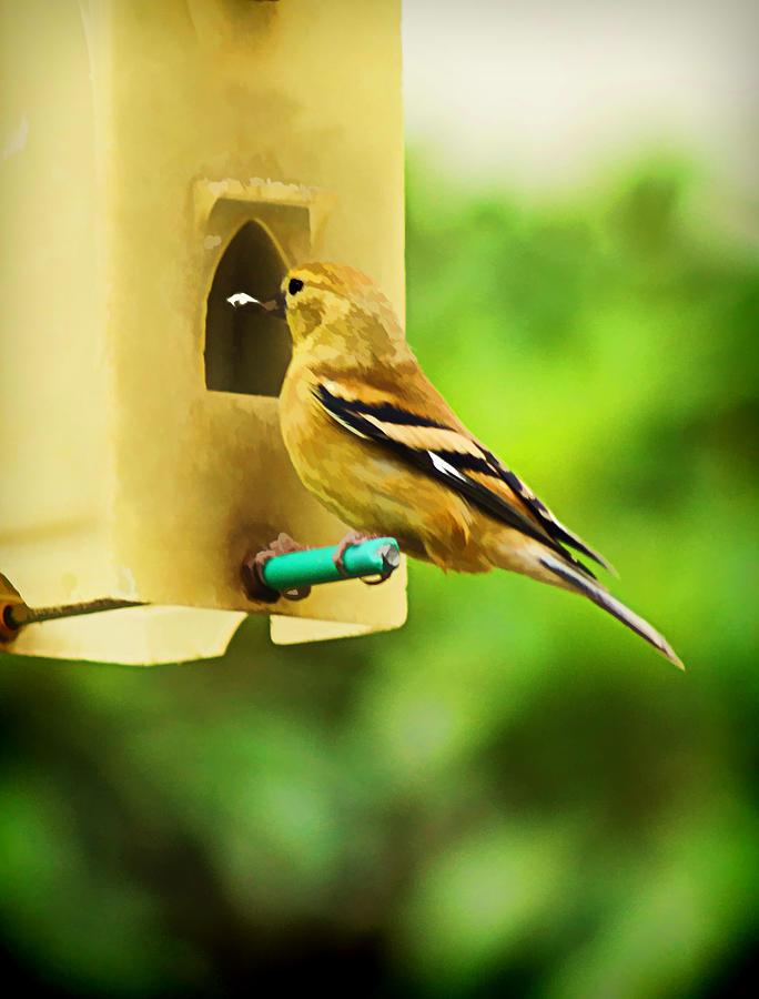 Finch on a feeder Photograph by Ron Roberts