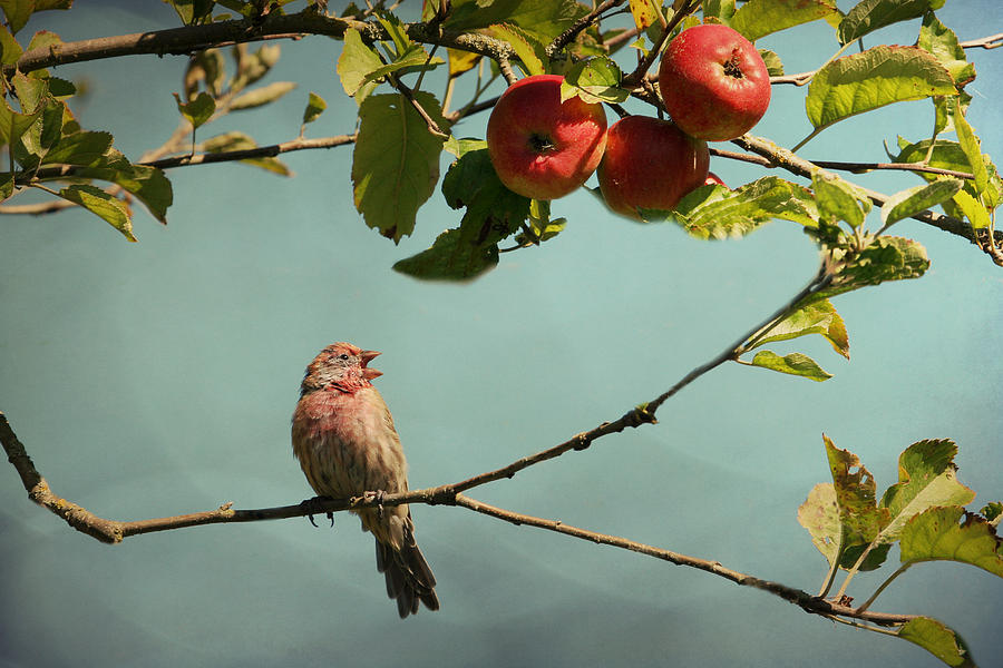 Finch Singing in an Apple Tree Photograph by Peggy Collins