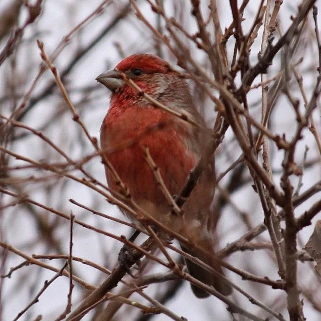 Wildlife Photograph - #finch #winter #laramie #bird #nature by Dan Fitzgerald