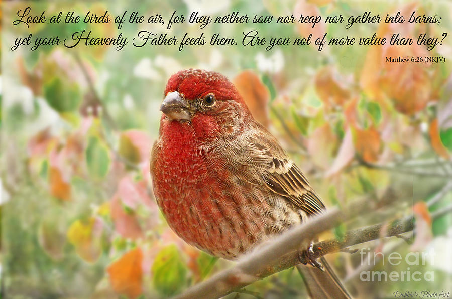 Finch with verse NEW VERSION Photograph by Debbie Portwood