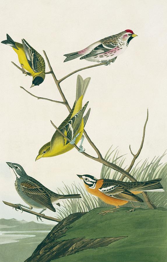 Finches And Tanagers Photograph by Natural History Museum, London/science Photo Library