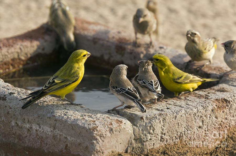 Animal Photograph - Finches Feeding At A Waterbath by Bob Gibbons