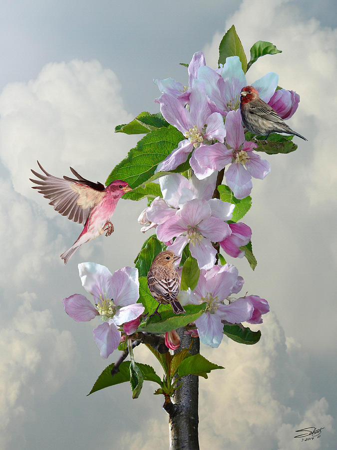 Bird Digital Art - Finches in Blooming Apple Tree by M Spadecaller