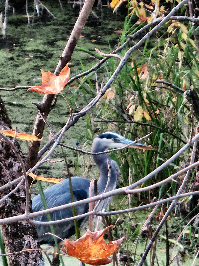 Find the Blue Heron Watercolor  Photograph by Patricia Januszkiewicz