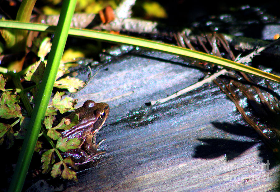 Find the Frog Photograph by Nick Gustafson