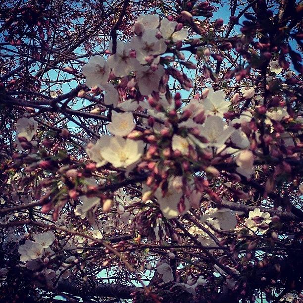 Spring Photograph - Finding #cherryblossoms #igers by Teri Heisler