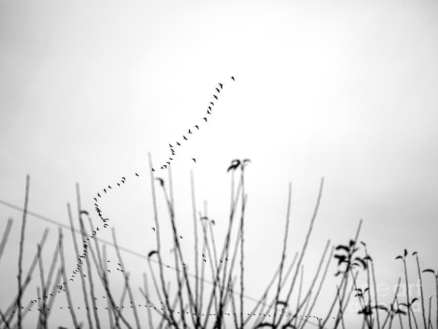 Bird Photograph - Finding My Way by Rebecca Cozart