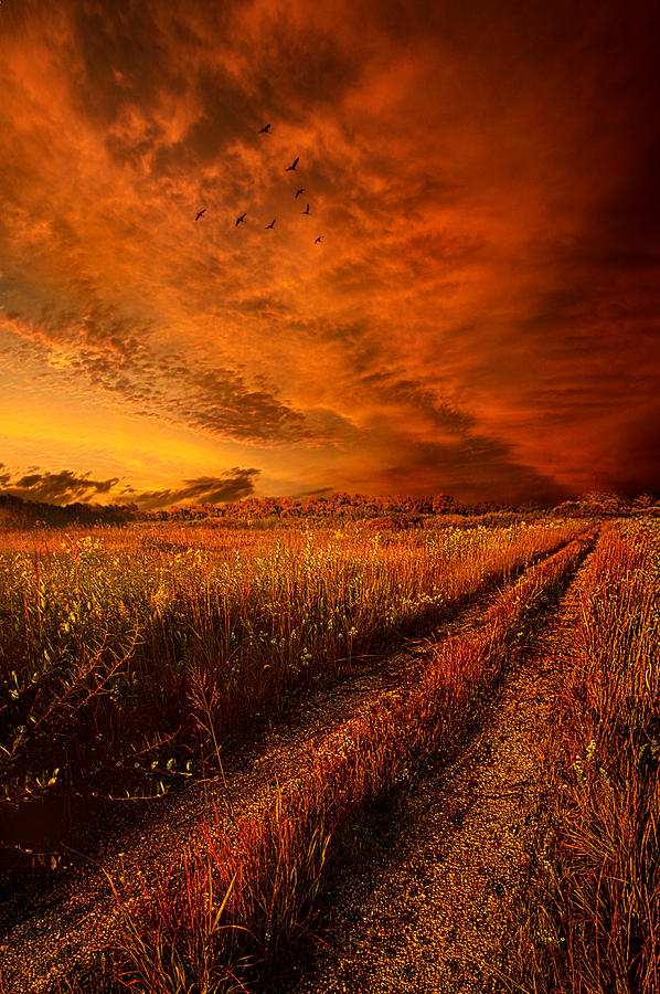 Finding the Way Home Photograph by Phil Koch