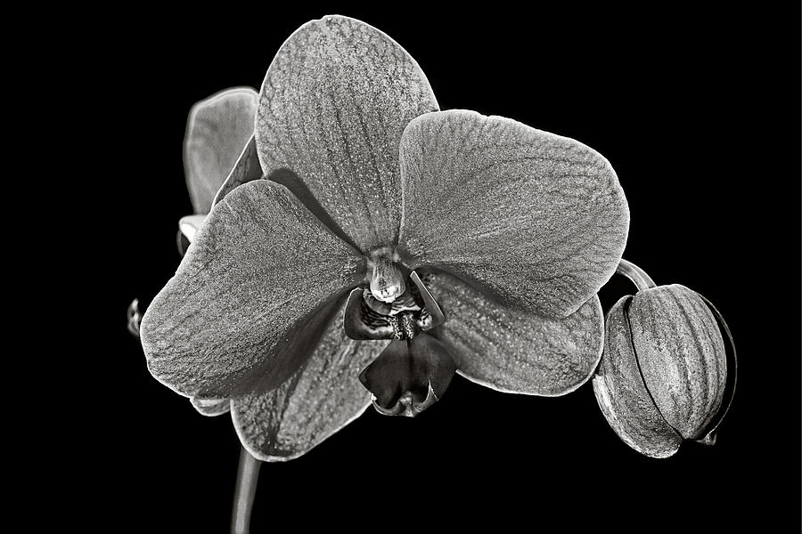 Fine Art Orchid Photograph by Joe Myeress