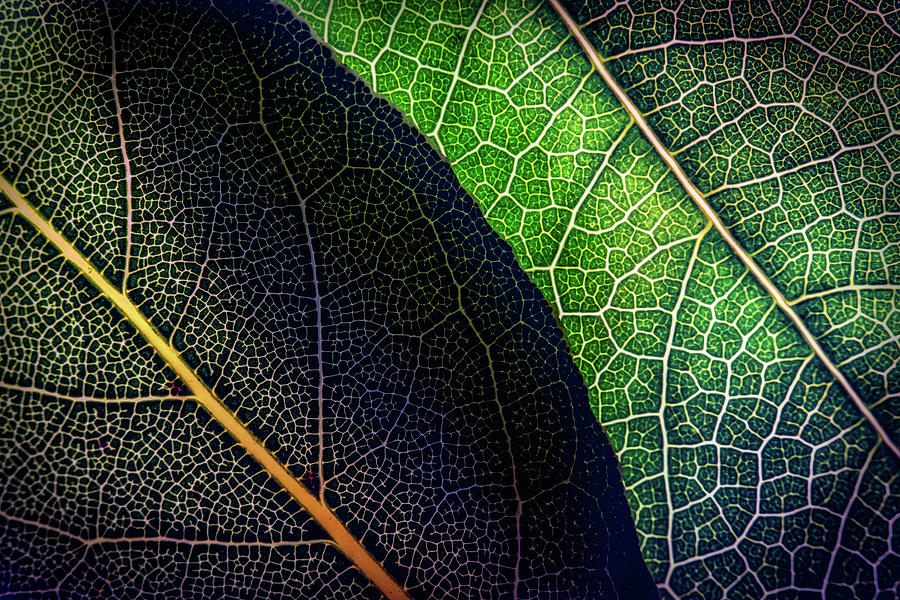 Fine Art Photography - Leaves Photograph by Image By Paul Mason