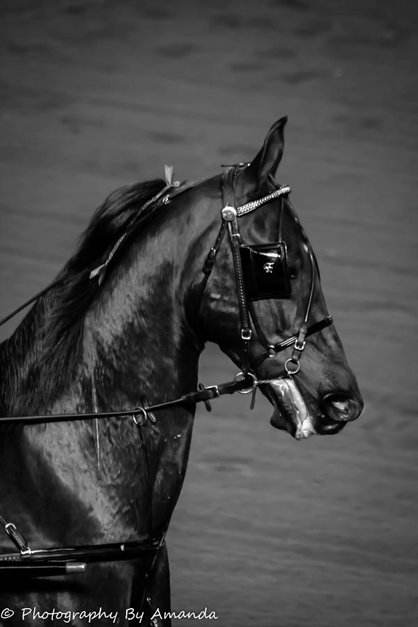 Fine Harness Photograph by Amanda Green | Fine Art America