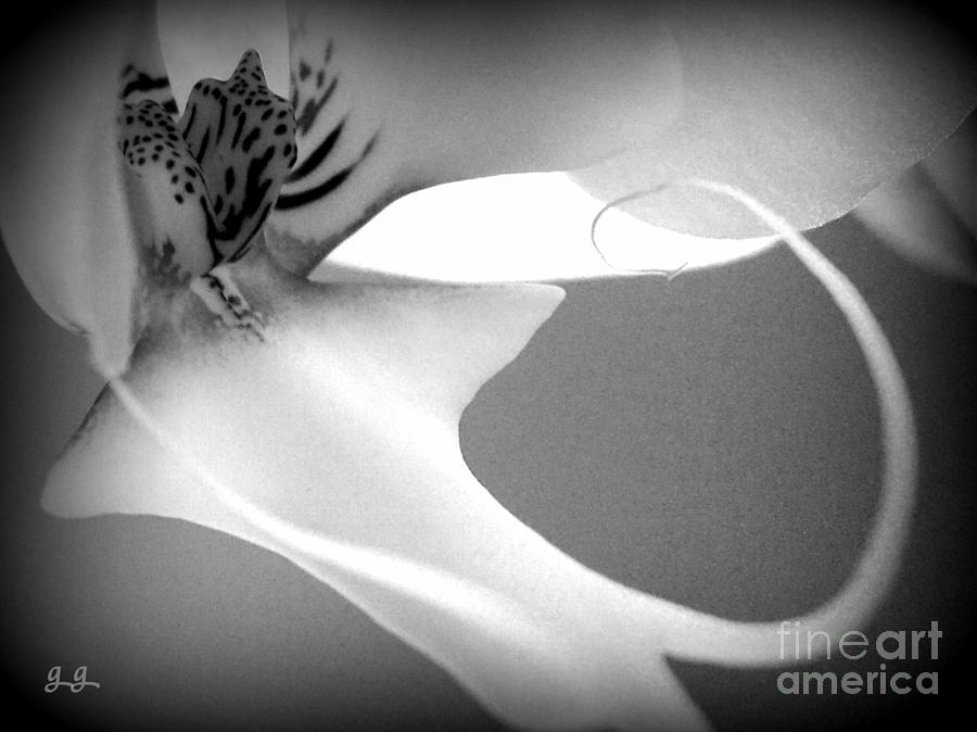 Orchid Photograph - Fine Lines Black and White by Geri Glavis