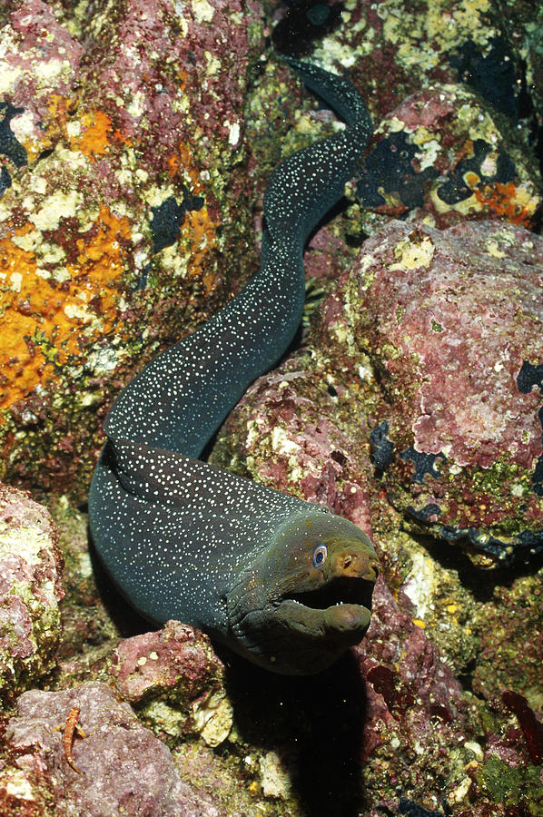 Fine-spotted Moray Eel Photograph by FREDERICK R McCONNAUGHEY